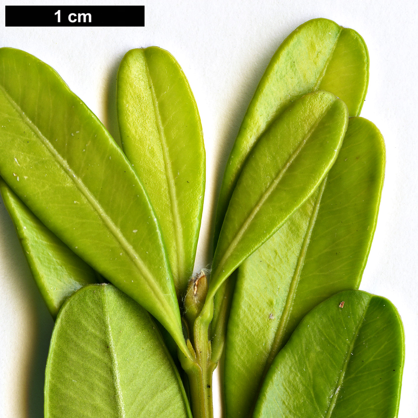 High resolution image: Family: Buxaceae - Genus: Buxus - Taxon: harlandii 